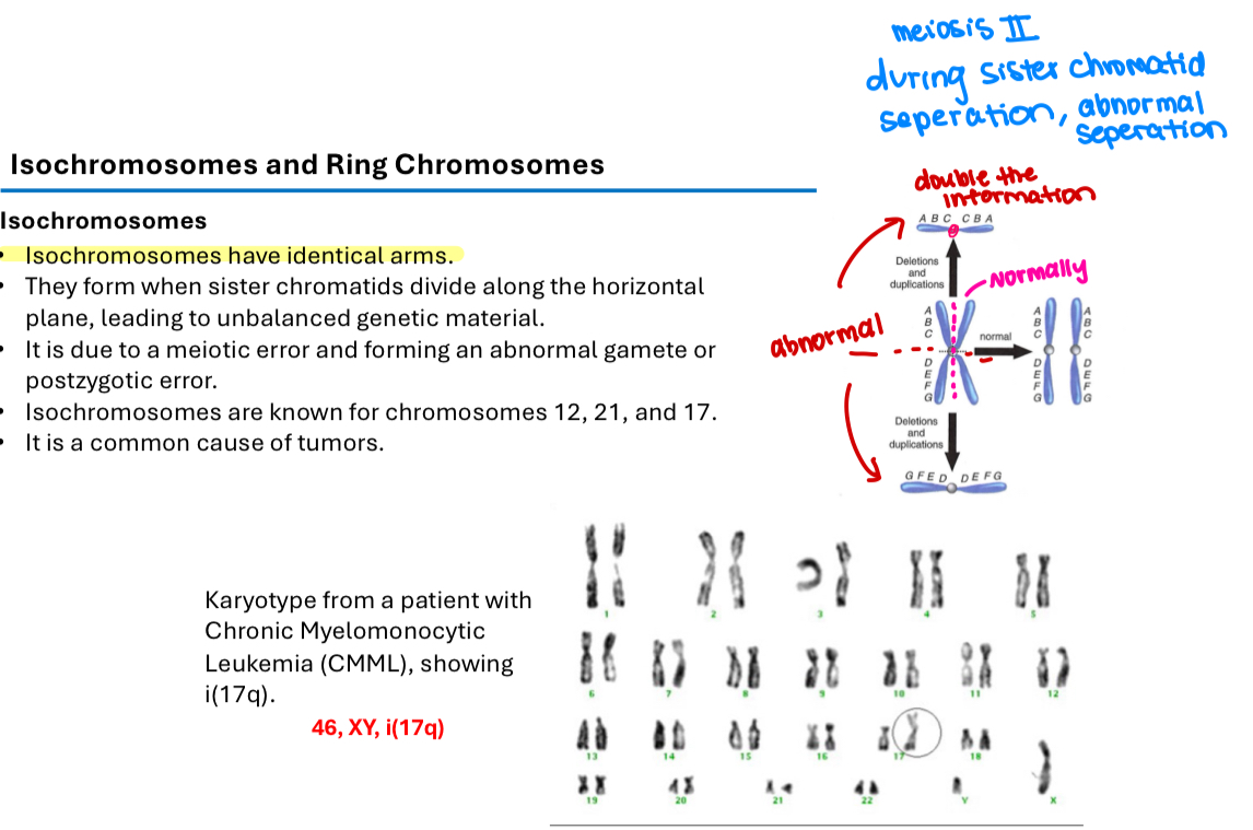 <p>A chromosome with<u> identical arms</u> caused by <u>misdivision of sister chromatids</u>. Due to meiotic error and forming an abnormal gamete or postzygotic error. Leading to <u>unbalanced genetic material&nbsp;</u></p><p>Isochromosomes are known for chromosomes 12, 21 and 17</p><p>It is a common cause of tumors</p>