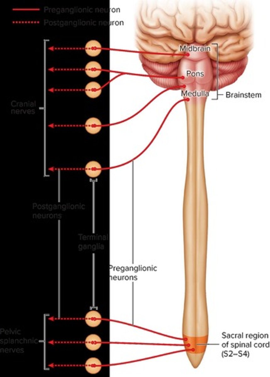 <p>Decreases heart rate and blood pressure.</p>