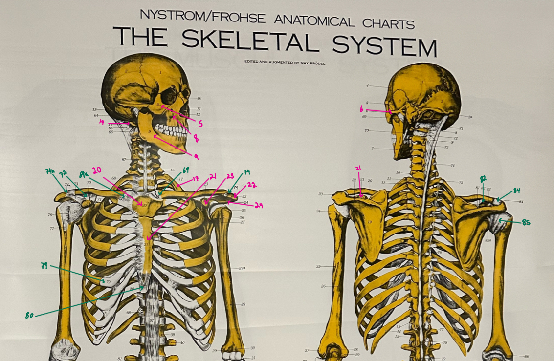 <p>74</p>