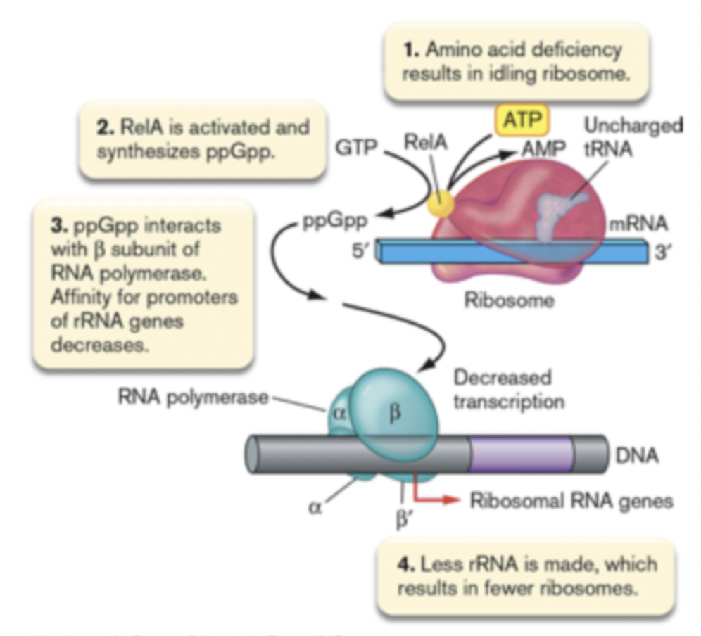 Regulatory mechanism that detects nutrient or environmental stresses and antibiotics
- Allows switching from rapid growth to slower growth
- Nutrient scarcity leaves many ribosomes idle
- Idling ribosomes trigger the synthesis ofppGpp; ppGpp binds RNA polymerase and lowers its ability to transcribe ribosomal RNA (rRNA)genes
- Response causes a decrease in rRNA transcripts made for ribosome assembly, leading to fewer ribosomes and an overall decrease in growth
