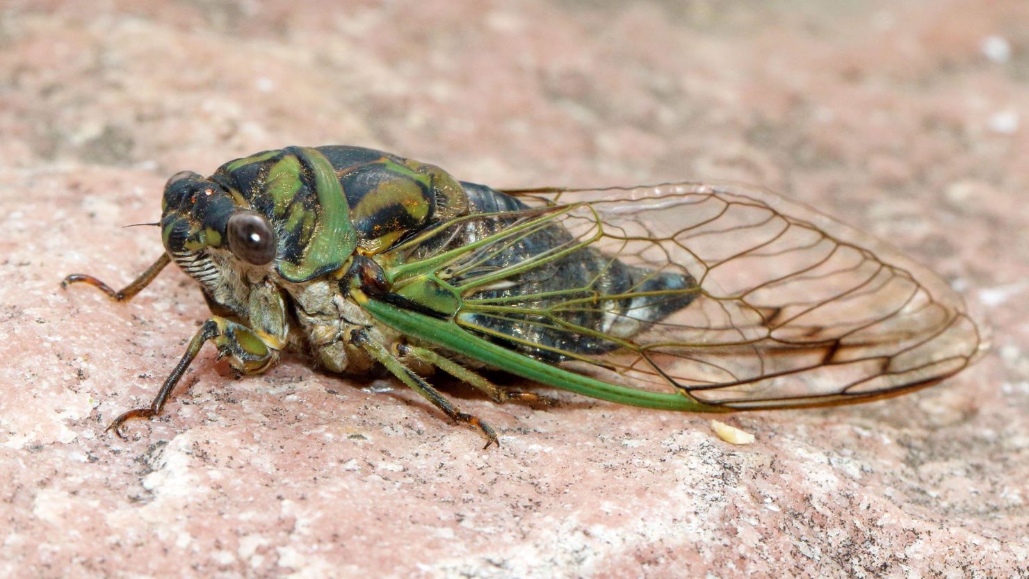<p>cicadidae</p>