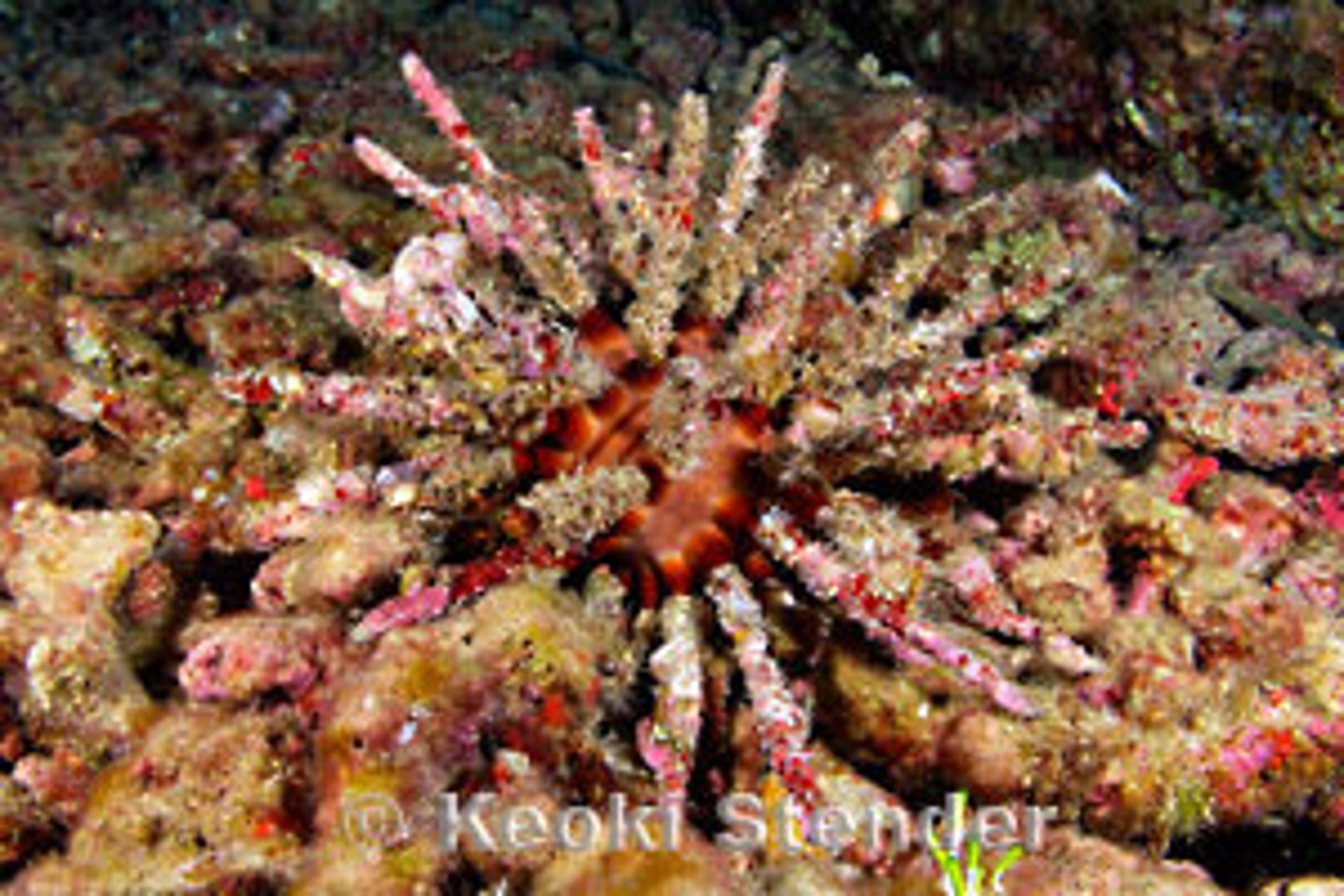 <p><em>Chondrocidaris gigantea</em></p>