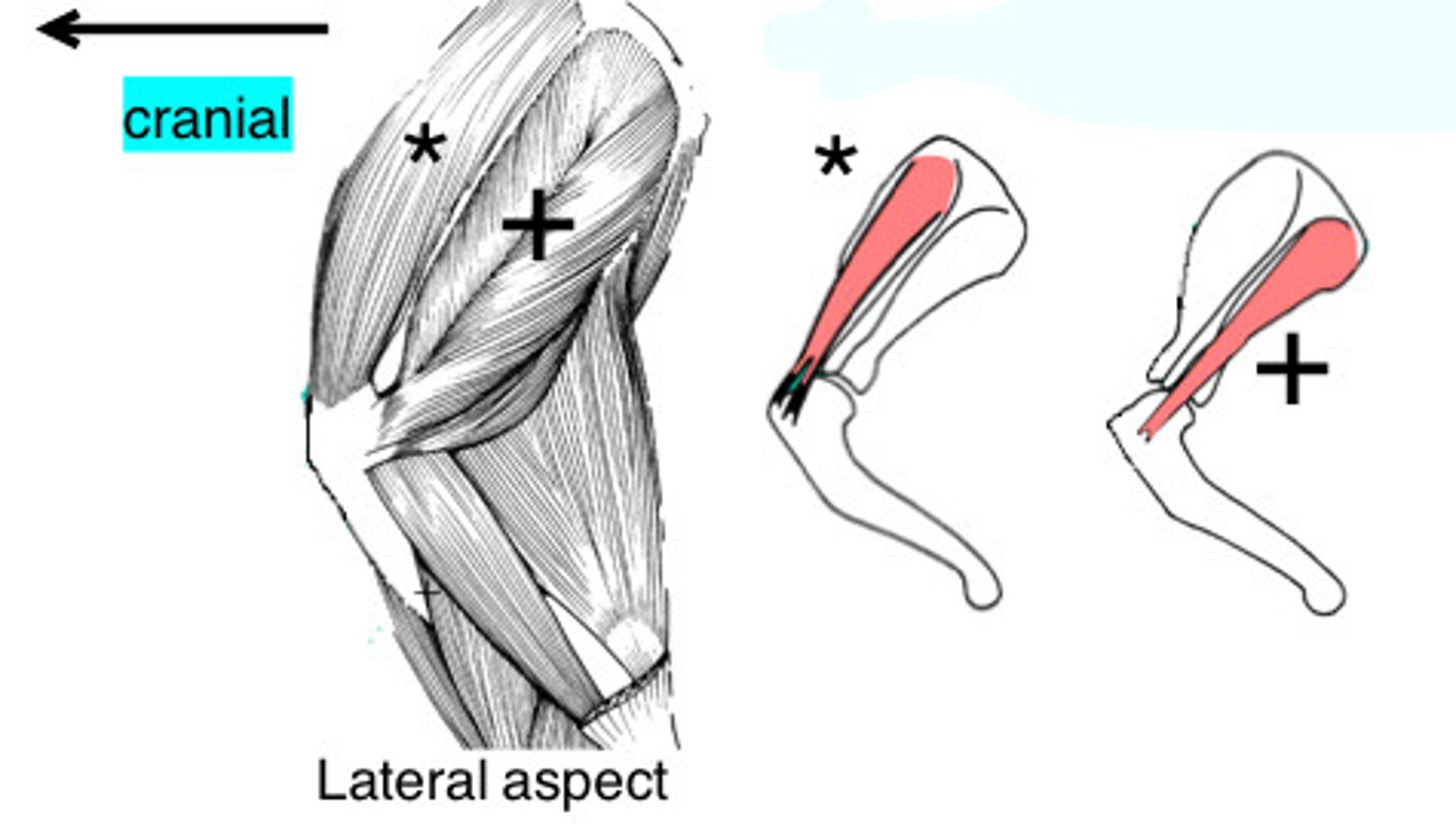 <p>Name the muscles labeled by * and +</p>