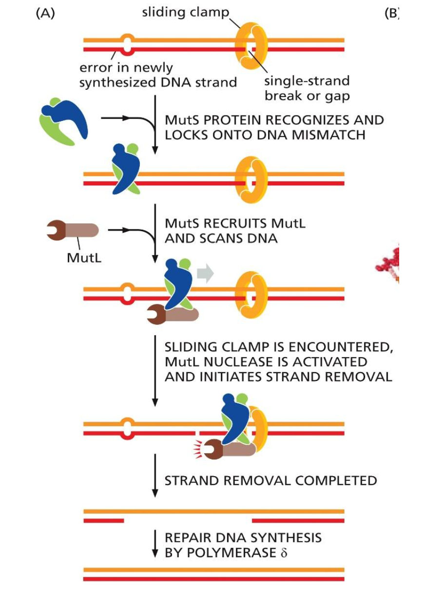 <p>2) Strand-direct mismatch repair</p><ul><li><p>occurs when the proofreading fails “backspace fails”</p></li><li><p>MutS protein recognizes and sticks to the distortion in the geometry of the double helix</p></li><li><p>DNA ligase does not seal it, so MutL see the nick and knows its the synthesized strand</p></li><li><p>MutL removes the DNA strand</p></li><li><p>DNA synthesizes the gap during ligase process</p></li></ul><p></p><p>Different between eukaryotes and prokaryotes</p><ul><li><p>Difference is un-methylated adenines</p></li></ul><p></p><p>Leading strand</p><ul><li><p>Nick is on the other side of the replication fork</p></li></ul><p></p>