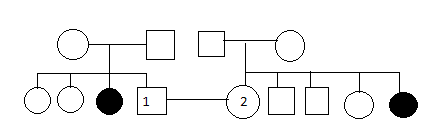 <p>The following pedigree shows inheritance of a mild, but very rare condition in Siberian Husky dogs. If individuals 1 and 2 are crossed, what is the probability that they will produce an affected pup?</p>