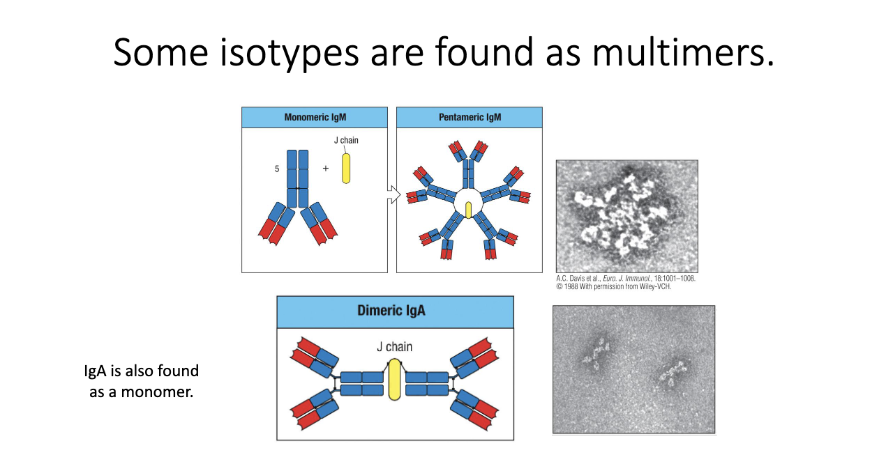 <ul><li><p class="isSelectedEnd"><strong><span>IgM</span></strong><span> forms </span><strong><span>pentamers</span></strong><span> via the </span><strong><span>J chain</span></strong><span> → 5 antibodies linked.</span></p></li><li><p class="isSelectedEnd"><strong><span>IgA</span></strong><span> forms </span><strong><span>dimers</span></strong><span> (also J chain–dependent); found especially at </span><strong><span>mucosal surfaces </span></strong><span>(ex: intestines).</span></p></li><li><p class="isSelectedEnd"><span>Purpose: increase </span><strong><span>avidity</span></strong><span> (total binding strength) to compensate for </span><strong><span>lower affinity</span></strong><span> monomers.</span></p></li><li><p class="isSelectedEnd"><span>IgM: almost always pentameric.</span></p></li><li><p><span>IgA: can be </span><strong><span>monomeric or dimeric</span></strong><span> depending on tissue context.</span></p></li></ul><p></p>