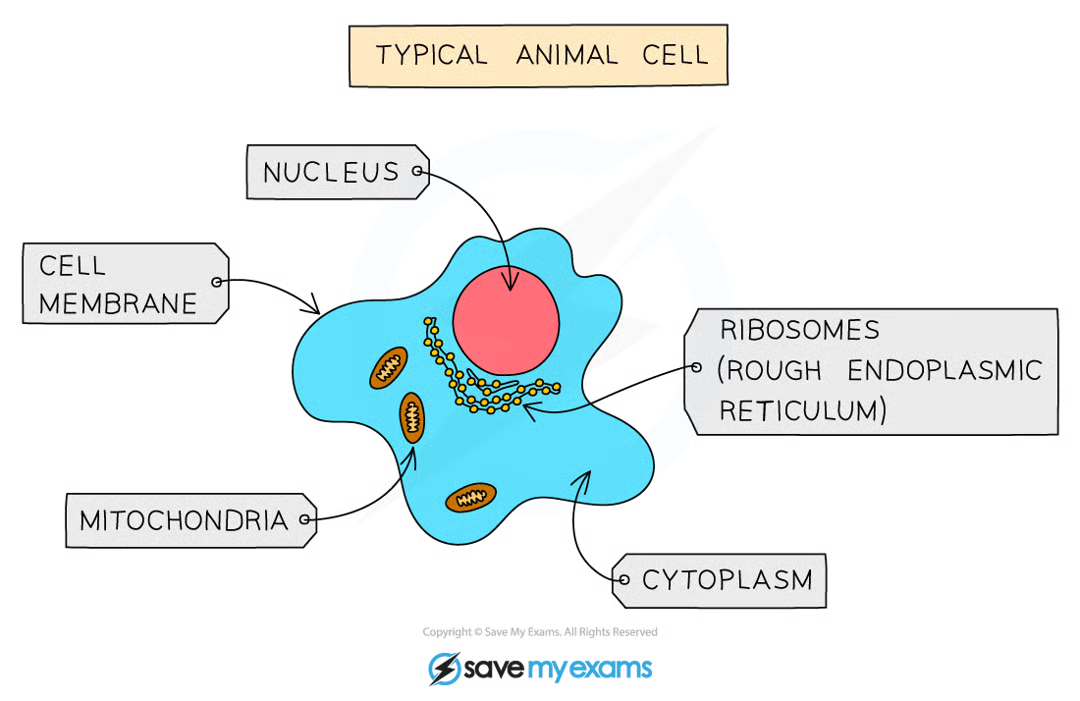 <ul><li><p>multicellular</p></li><li><p>contains nucleus but cell walls and chloroplasts are absent</p></li><li><p>feed on organic substances made by other living things</p></li></ul><p></p>