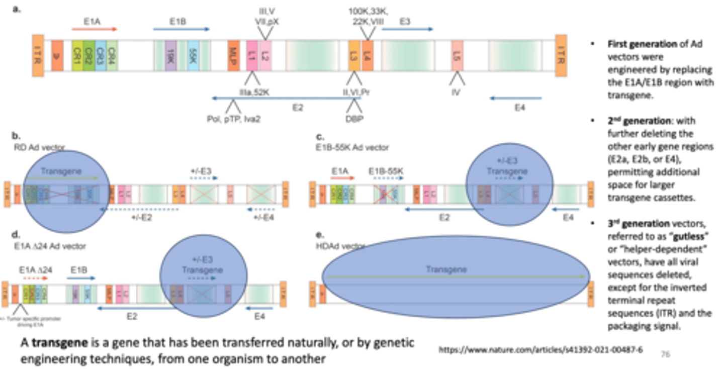 <p>- also referred to as "gutless" or "helper-dependent vectors, have all viral sequences deleted, except for the inverted terminal repeat sequences (ITR) and the packaging signal</p>