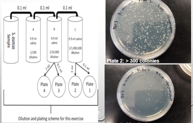 <p>1 tube of a bacterial broth culture</p><p>1 micropipette</p><p>7 sterile micropipette tips</p><p>4 sterile petri plates</p><p>3 tubes with 9.9 ml of sterile 0.85% NaCl solution</p><p>1 bottle of liquified agar (store in 53*C to melt)</p><p>1 small biohazard cup for micropipette tip disposal</p>