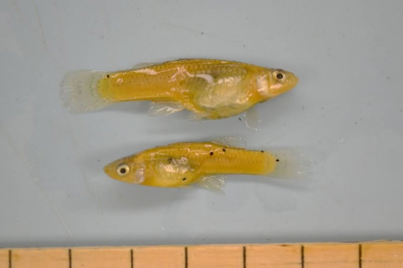 <p>ID the taxonomic order</p>