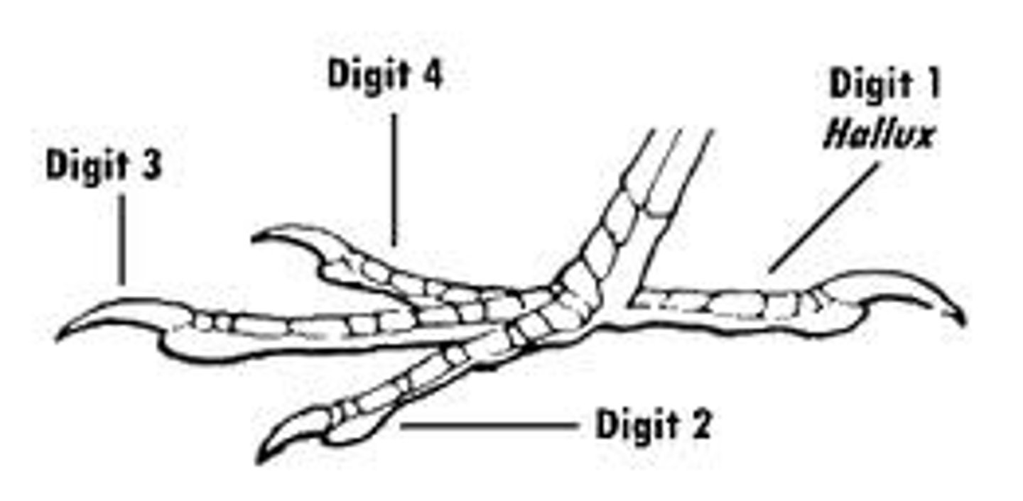 <p>Anisodactyl<br>Zygodactyl<br>Tridactyl<br>Didactyl<br>Sindactyl<br>Pamprodactyl</p>