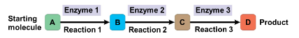 <ul><li><p>molecules altered via defined steps, catalyzed by specific enzymes </p><p></p></li></ul><p></p>