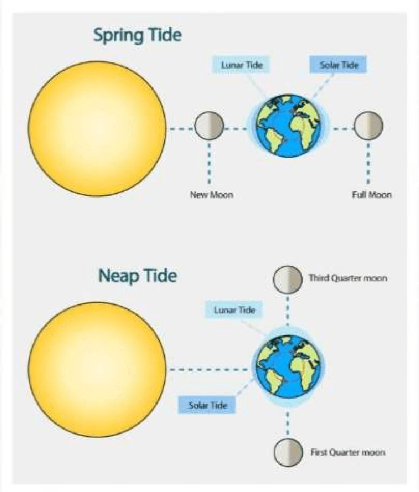 <p>Neap tides occur when the sun, moon, and Earth form a right angle, and this causes the regular high tides and low tides to become much lower than usual. This happens during the first and 3rd quarter moon phases.</p>