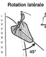 <p>Rotation ou sonnette latérale de la scapula de l’articulation scapulo-thoracique</p>