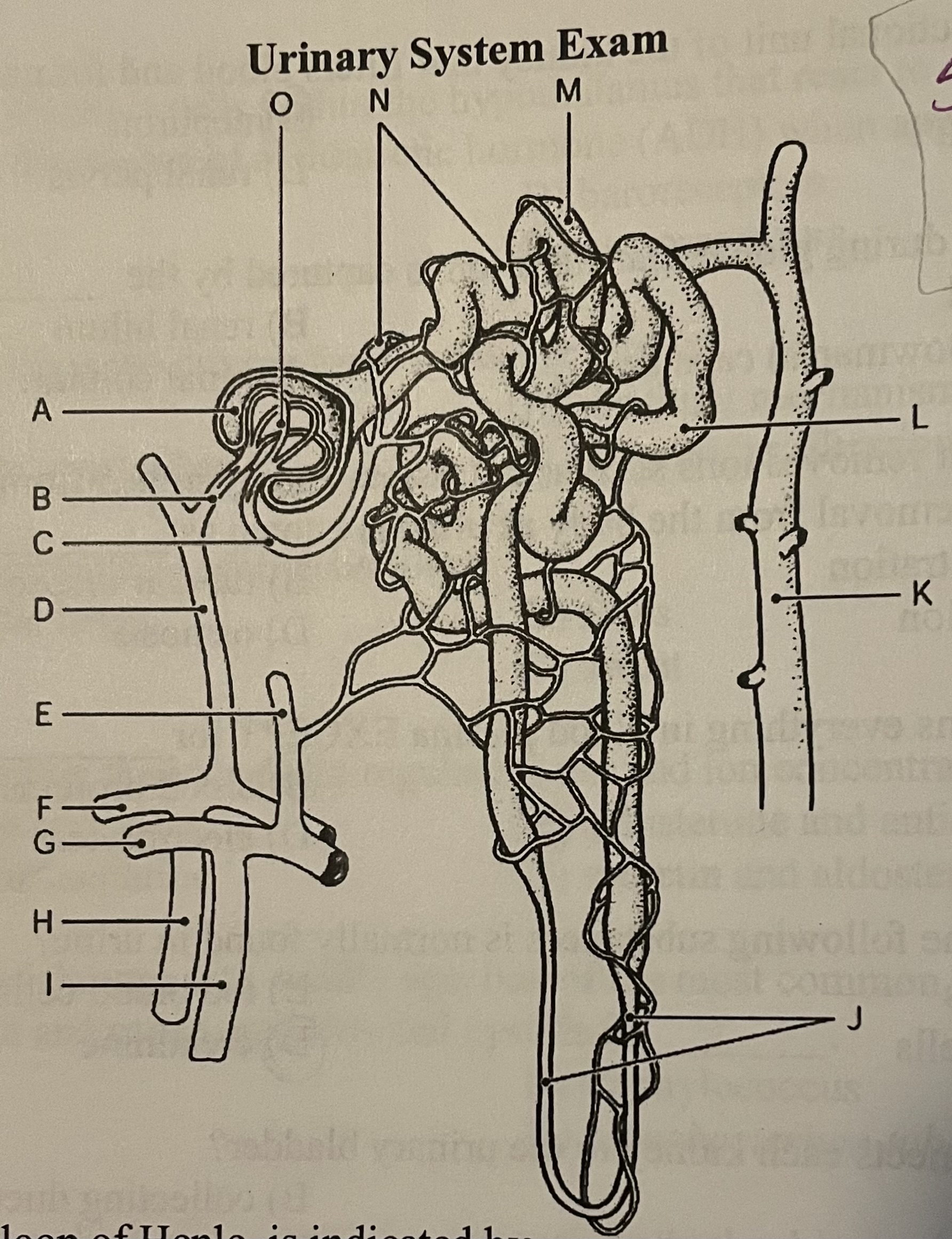 <p>DIAGRAM The nephron loop, or loop of Henle, is indicated by ___</p><p>Label I, Label J, Label K, Label M</p>