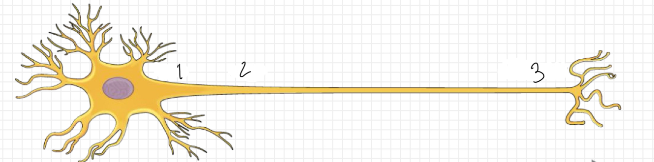<p>What is represented by number 1?</p>