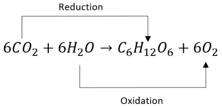 <p>6CO<sub>2</sub> + 6H<sub>2</sub>O = C<sub>6</sub>H<sub>12</sub>O<sub>6</sub> + 6O<sub>2</sub></p>