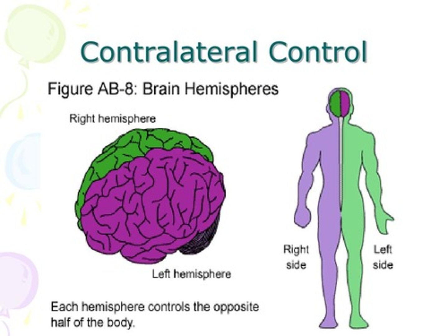 <p>each hemisphere of the brain controls the opposite side of the body - left brain controls the right side of the body and vice versa</p>