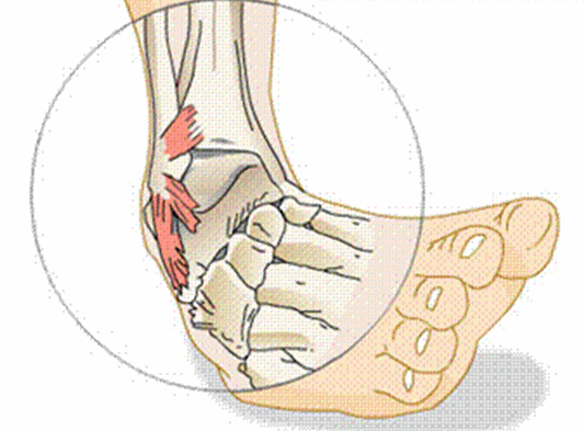 <p>inversion and plantarflexion</p>