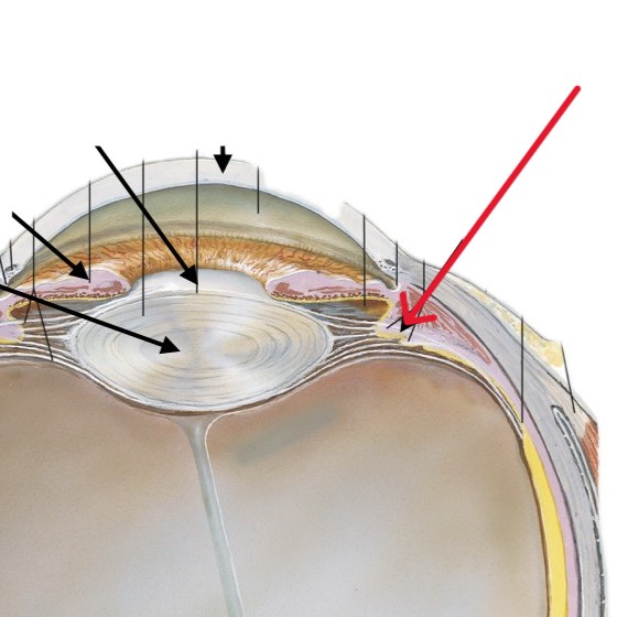 <p>Which part of the eye is:</p><ul><li><p>Finger-like projections</p></li><li><p>Tips of ciliary muscles</p></li></ul><p></p>