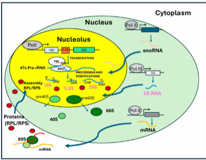<ul><li><p>RNA pol I: pre-rRNAA na processing: 18S, 5.8S, 28S rRNA</p></li></ul><p>RNA pol II: </p><ul><li><p>synthese van pre-mRNAs, na processing mRNA export naar cytosol → translatie in eiwitten (RPL en RPS: ribosomale proteins, large en small)</p></li></ul><ul><li><p>synhtese snoRNA</p></li></ul><p></p><p>RNA pol III: 5S RNA</p><p></p><p>In de nucleolus krijgen we dan de assemblage van pre-ribosomale eenheden → import van de RPs op rrNAs tvv de (pre)ribosomale eenheden</p><p></p>