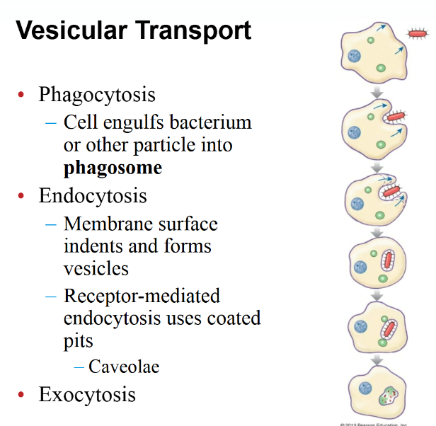 <p>Vesicular transport</p>