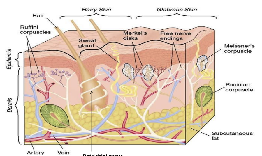 <p>In contrast to glabrous skin (no hairs), in hairy skin there are specialized nerve endings (__________) that “wrap” around the hairs</p>