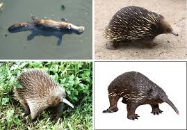 <p>mammals that lay eggs</p>