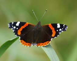 <p>butterflies &amp; moths (vlinders &amp; motten)</p>