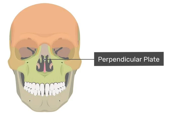 <p><strong>a thin, quadrilateral bony projection that forms the majority of the upper nasal septum</strong>.</p>