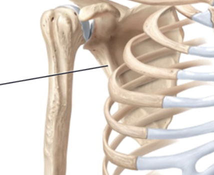 <p>Scapula</p>