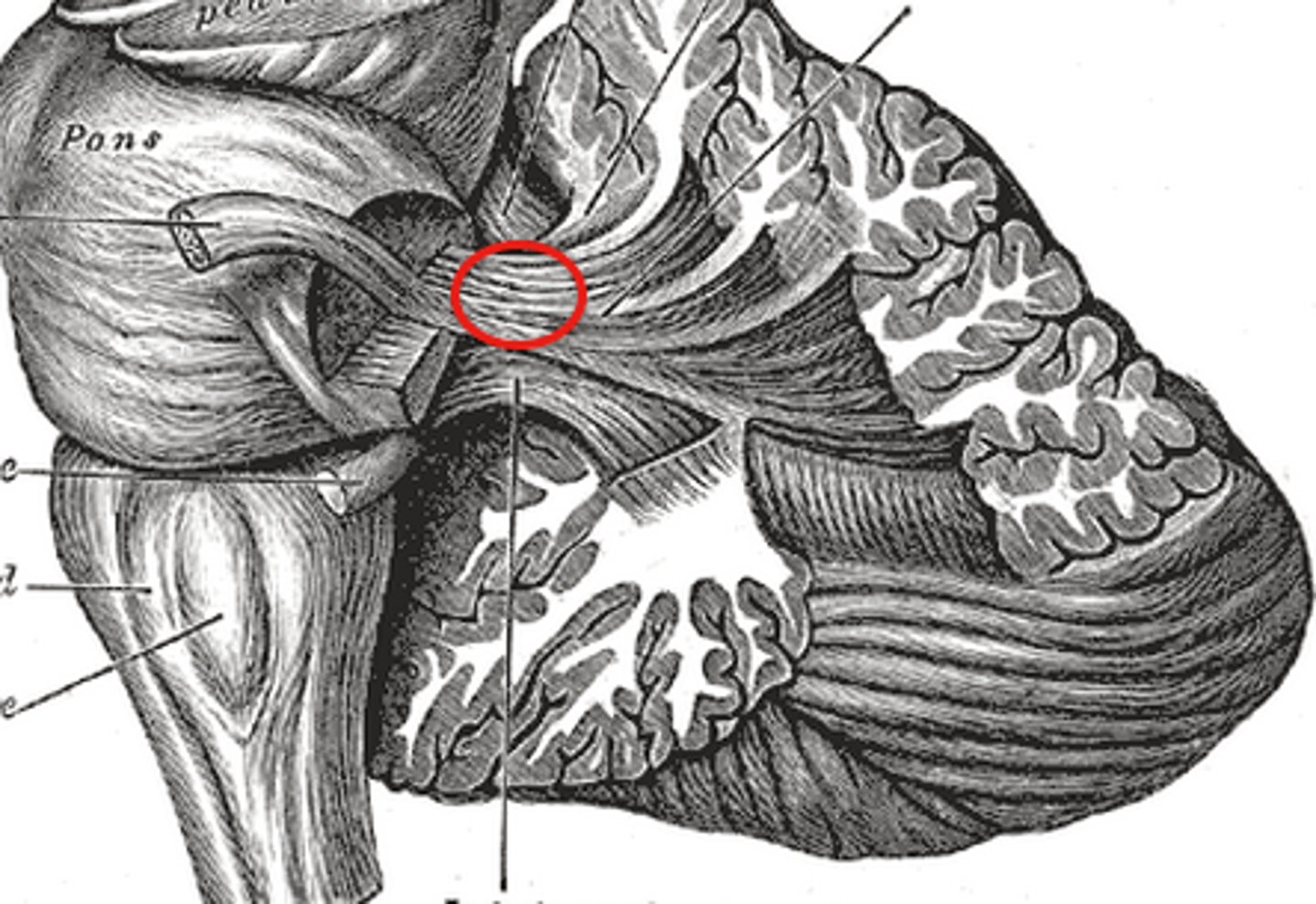 <p>-Connected to medulla oblongata</p><p>-most input from rest of the brain enters here</p>
