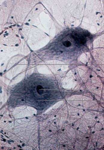 Interconnect and communicate with each other. From the brain to spinal, to peripheral nerves, to the effector organs to allow us to react to our surroundings. Use electrical and chemical signals
