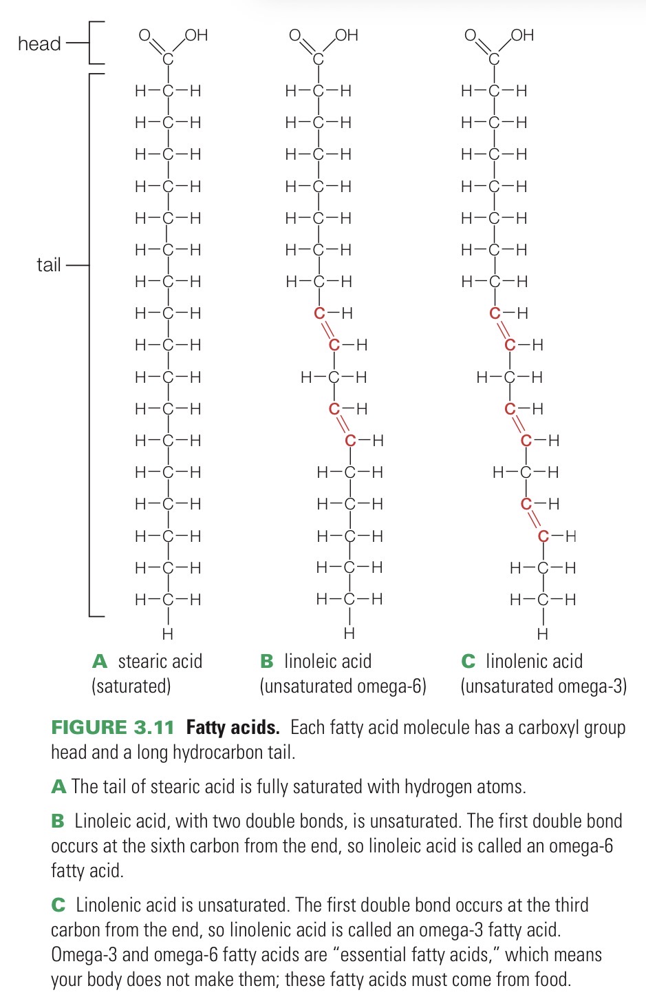 <p>Lipid that consists of an acidic carboxyl group “head” and a long hydrocarbon “tail”</p>