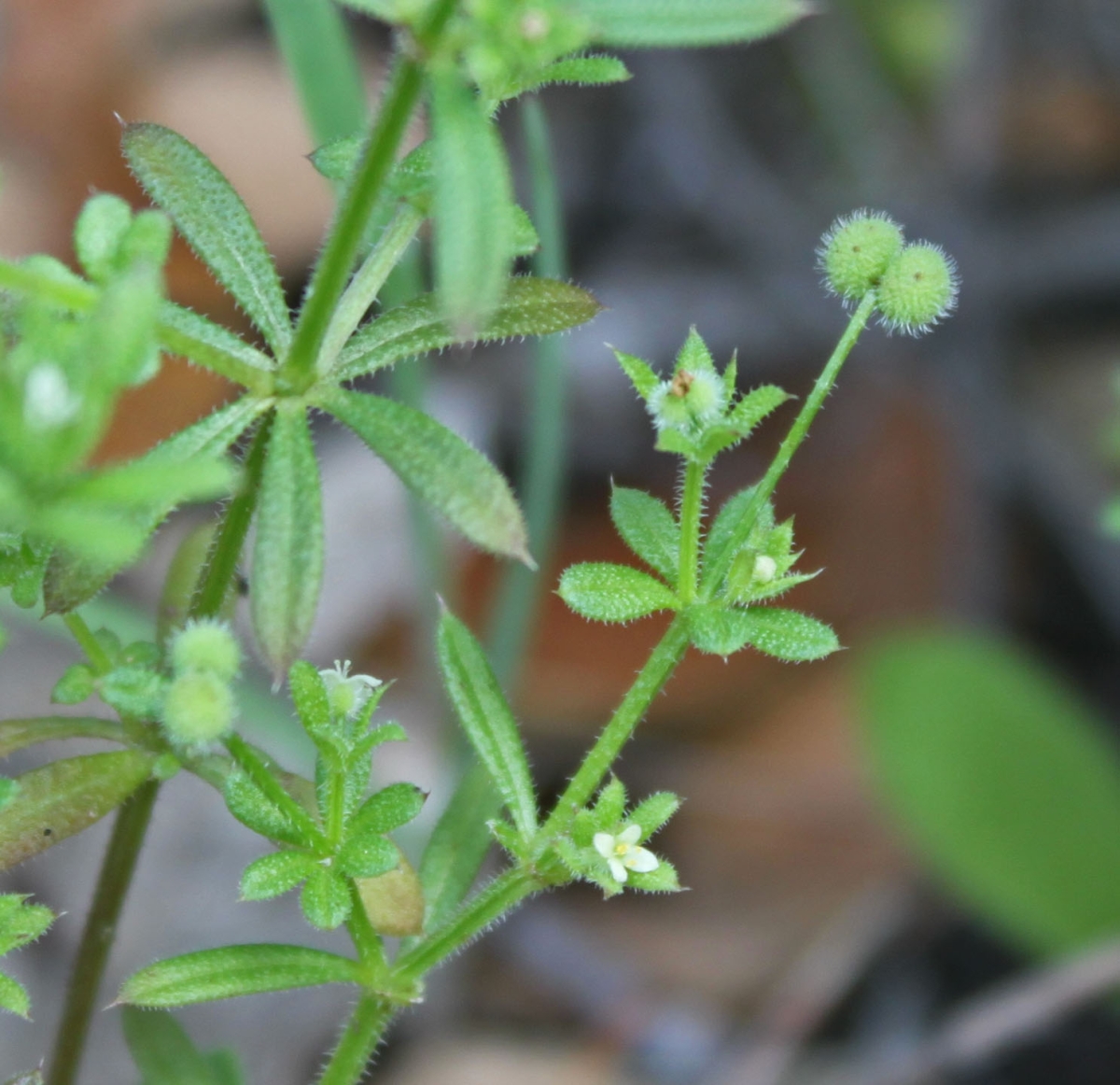 Common bedstraw