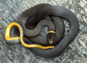 <p>Squamata : Toxicofera : Serpentes : Alethinophidia : Caenophidia : Colubridae : Dipsadinae</p>