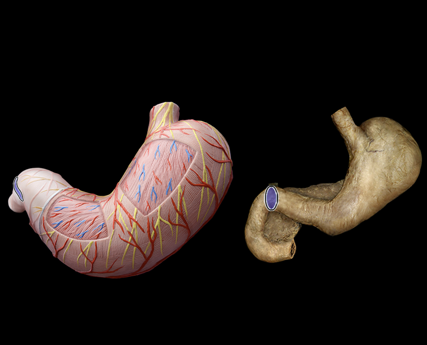 knowt flashcard image