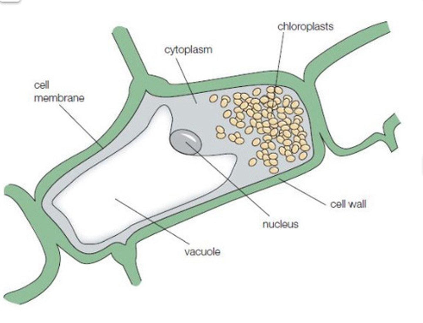 <p>● consists of a liquid based background, in which there are dissolved chemical substances (e.g. ions such as chloride ions) <br>● Approximately 90 per cent of the cytoplasm is water</p>