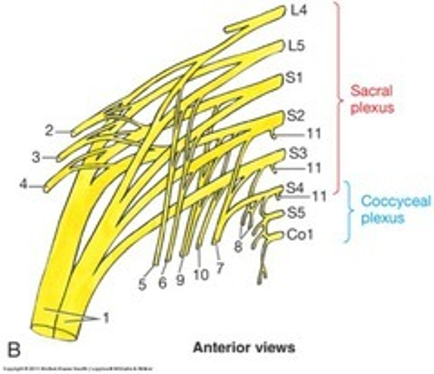 <p>Made up of nerves from L4-S4. Takes care the posterior thigh, most of the lower leg and foot, and part of the pelvis.</p>