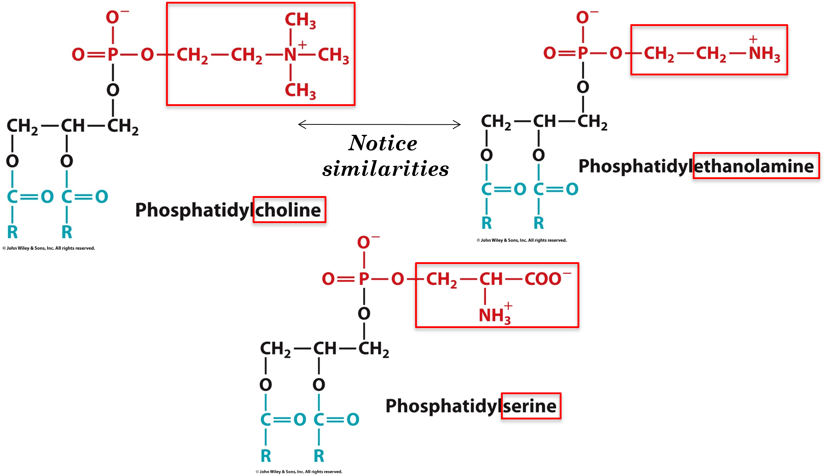 <p>choline, ethanolamine, serine</p>