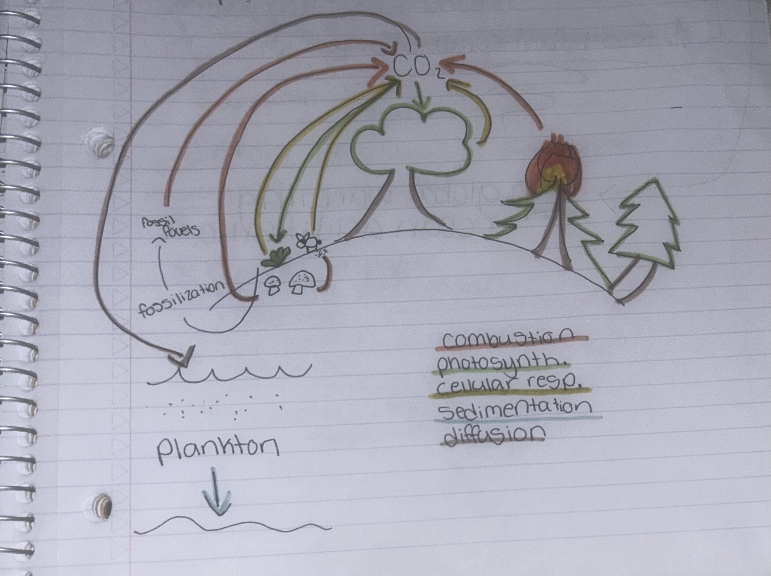 <p>(no order)</p><ul><li><p>photosynthesis</p></li><li><p>combustion</p></li><li><p>cellular respiration</p></li><li><p>fossilization</p></li><li><p>decomposition</p></li><li><p>diffusion</p></li><li><p>sedimentation</p></li></ul>