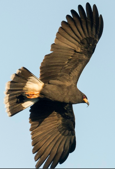 <p>What bird is this?</p>