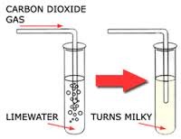 bubble it through limewater -turns cloudy/milky