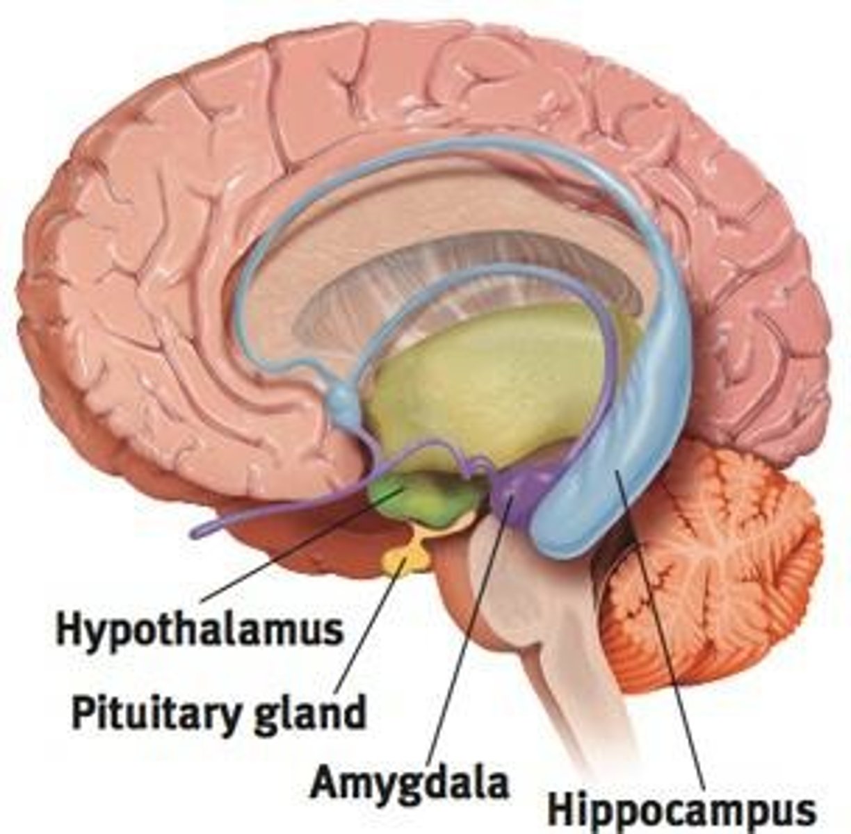 <p>A doughnut-shaped system of neural structures associated with emotions such as fear and aggression.</p>