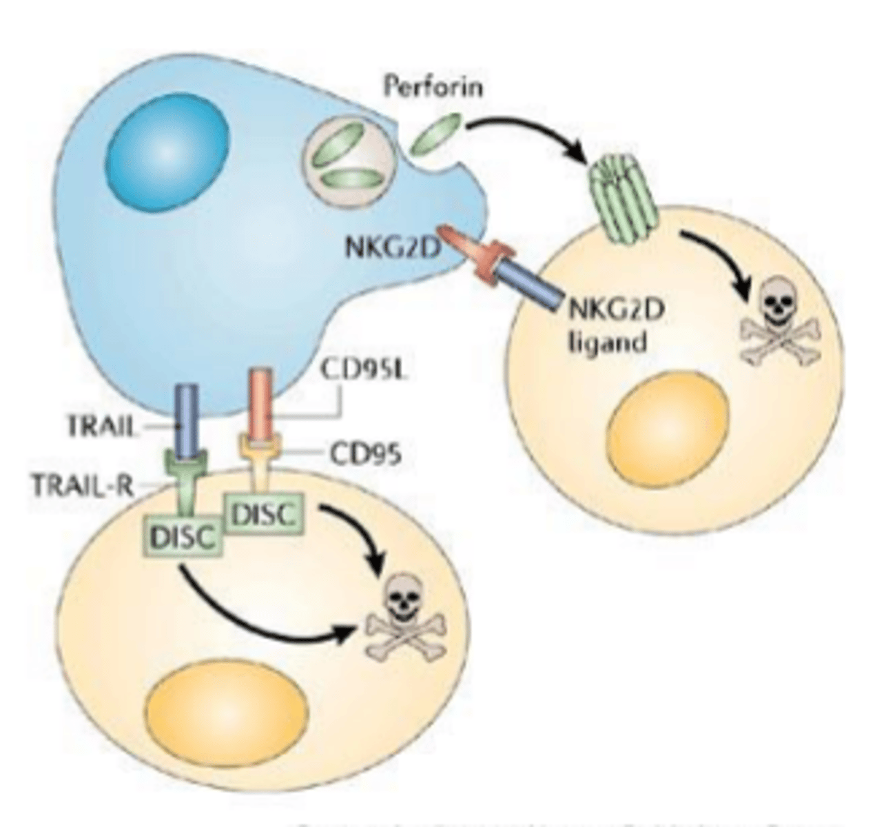 <p>CD95/CD95L (Fas/FasL) mechanism</p>