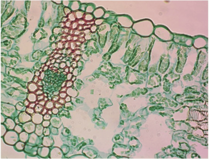 <p>What kingdom do Puccinia belong to?</p>