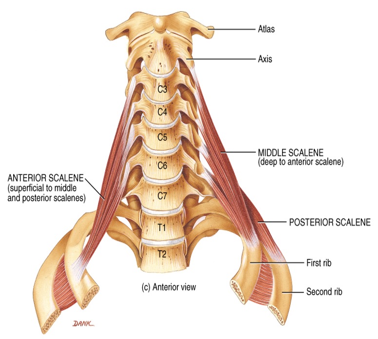 <p><strong>origin: </strong>C2-7</p><p><strong>Insertion: </strong>1st and 2nd ribs</p><p><strong>Action:</strong> elevate ribs and rotate neck</p><p><strong>innervation:</strong> C4-C8</p>