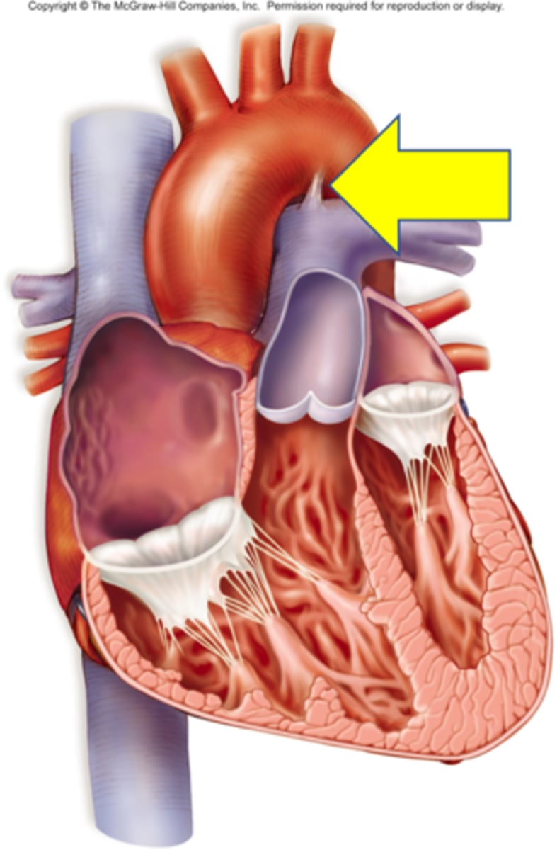 <p>Name the structure.</p>