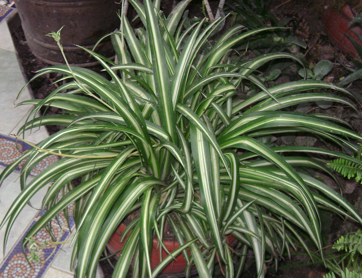 <p>Chlorophytim comosum</p>