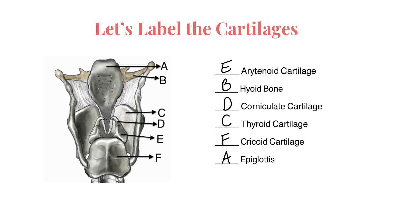 <p>Know the cartilages of the larynx on a diagram</p>